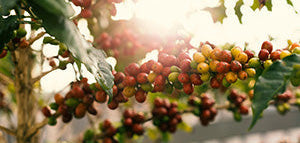 Our Coffee Sourcing Explained: From Farm to Cup