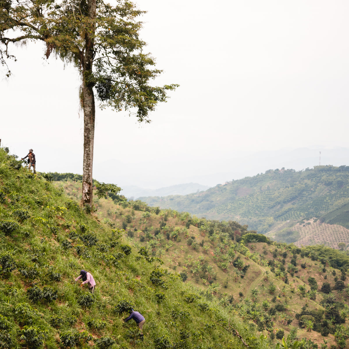 Male and female Colombian coffee farmers in the hills of Armenia, Colombia harvesting ripe coffee beans on a green hill supplying Lost Coffee in Colorado 