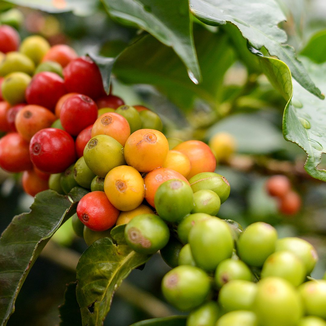 A close up shot of a coffee plant with hundreds of coffee beans that are bright red yellow and green 